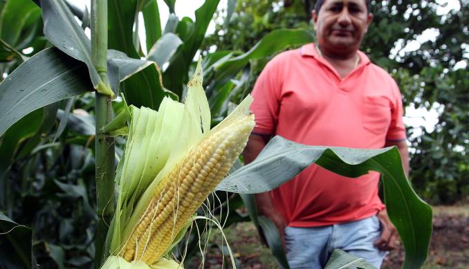 Los cultivos de maíz modificado genéticamente crecieron un 17% en Colombia en 2016