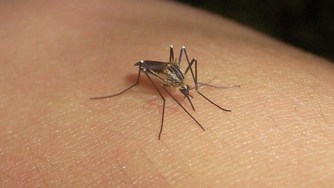dengue mosquito