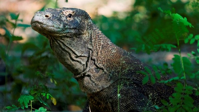 Un ejemplar de dragón de Komodo, en la isla indonesia de Rinca, en el Parque Nacional Isla Komodo. EFE/Archivo