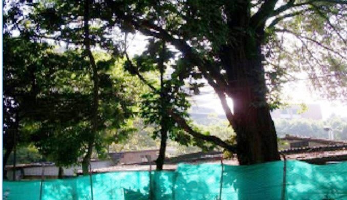 En Envigado se adelanta la tala de árboles, identificados en alto riesgo, en la carrera 43A