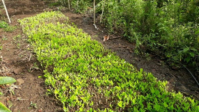 FOTOS: Este fin de semana el Ejército ha erradicado tres hectáreas de cultivos ilícitos en el Cauca
