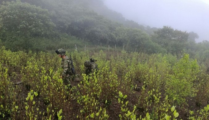 Este fin de semana el Ejército ha erradicado tres hectáreas de cultivos ilícitos en el Cauca