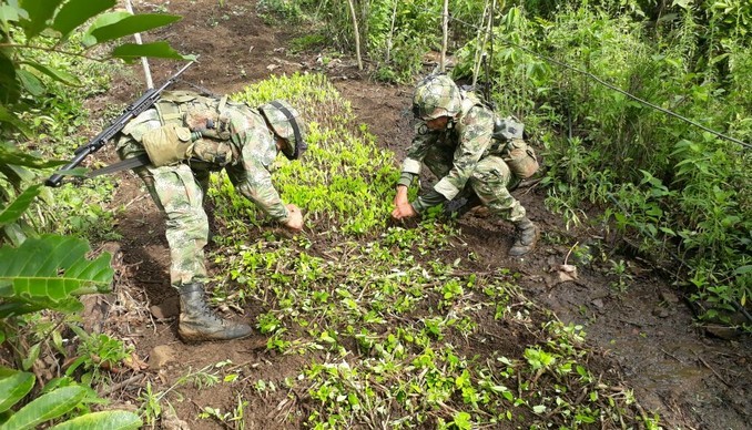 Este fin de semana el Ejército ha erradicado tres hectáreas de cultivos ilícitos en el Cauca