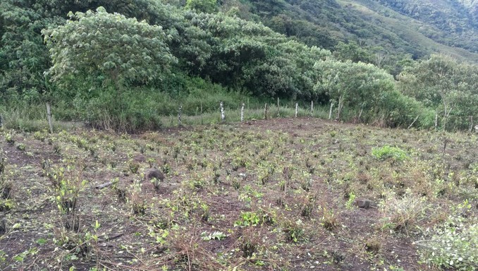 Este fin de semana el Ejército ha erradicado tres hectáreas de cultivos ilícitos en el Cauca