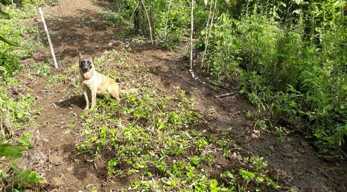 Este fin de semana el Ejército ha erradicado tres hectáreas de cultivos ilícitos en el Cauca