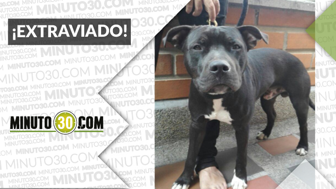 Este perrito fue encontrado en el sector Estadio ¡Comparte!