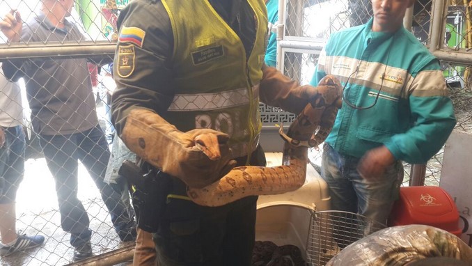 Fauna silvestre recuperada.