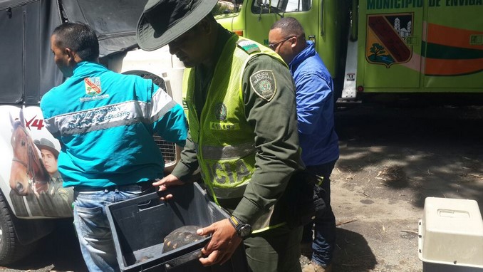 Fauna silvestre recuperada.