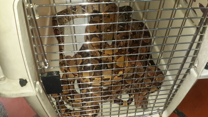 Fauna silvestre recuperada.