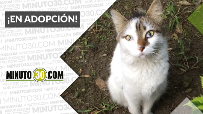 Adopta a esta hermosa gatita