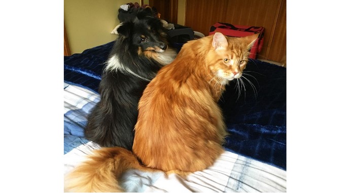 'Omar', el gato "más largo del mundo"/ Tomada de Instagram: @omar_mainecoon