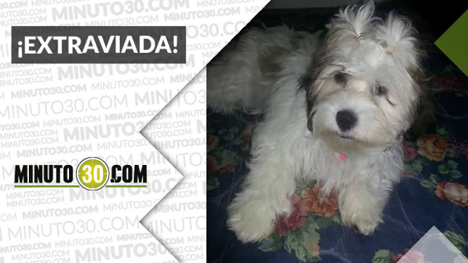 ‘Juanita’ se perdió en el barrio Doce de Octubre ¡Comparte!