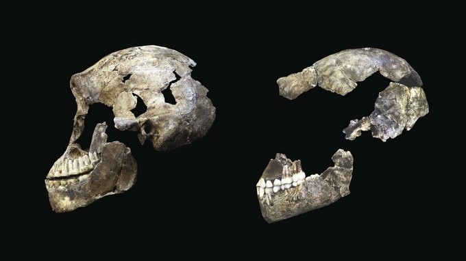 Imagen que compara el cráneo de un homo naledi descubierto en 2013 (d) con otro encontrado recientemente (i). El Homo naledi, la nueva especie de homínido descubierta en Sudáfrica en 2013, vivió hace entre 236.000 y 335.000 años, y es probable que conviviera con los Homo sapiens que habitaban en la zona, según reveló hoy, 9 de mayo de 2017, el equipo investigador responsable del hallazgo. EFE