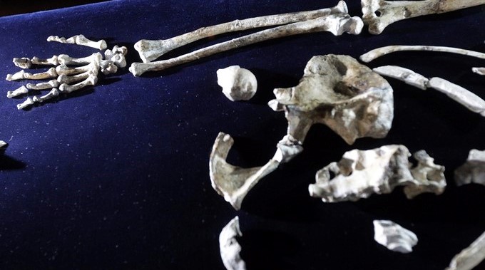 Imagen de parte del esqueleto de Australopithecus hallado en el yacimiento de Malapa, a unos 50 kilómetros de Johannesburgo, que se muestra en la Universidad de Witwatersrand de Johannesburgo, Sudáfrica. EFE/Archivo