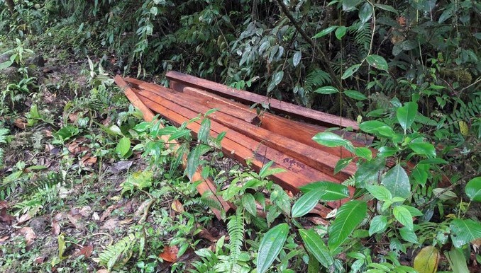 Incautan madera en el Meta por tala ilegal en predio protegido