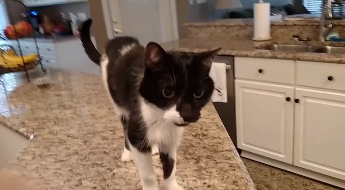 'Jack the Cat'/ Tomada de Youtube: Cash CatFlava