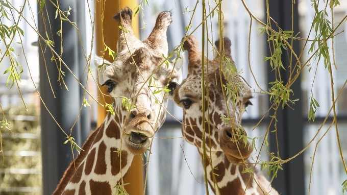 Las jirafas Fleur y Sofie se alimentan con hojas de árbol en el nuevo recinto exclusivo para jirafas en el zoo Tiergarten Schoenbrunn de Viena (Austria), hoy, 10 de mayo de 2017. EFE