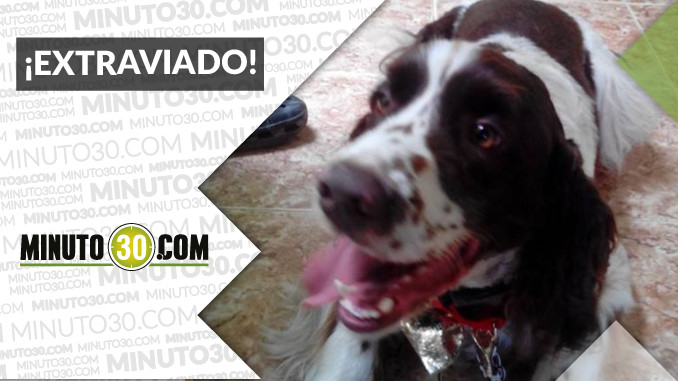 Este perrito fue hallado en Las Palmas