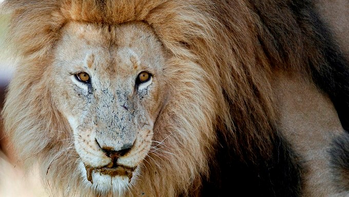Leones aniquilaron a un sospechoso cazador en una reserva Sudafricana