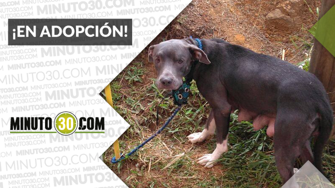 Esta perrita busca una familia ¡Comparte!