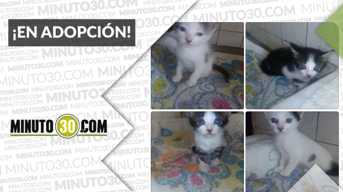 4 hermosos gaticos para adoptar ¡Escoge ya uno!