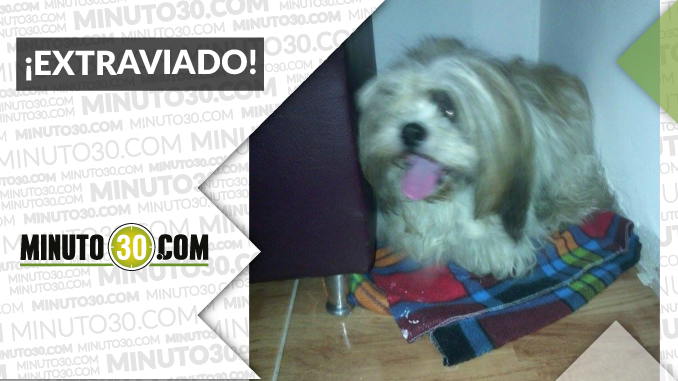 Este perrito fue encontrado en el barrio Machado ¡Comparte!