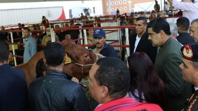maduro vacas