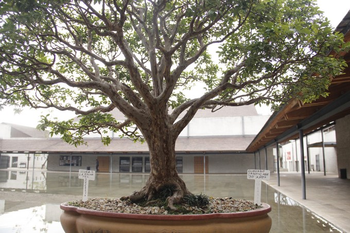 Nippon Fest en el Parque Biblioteca Belén/ Cortesía Nippon Fest