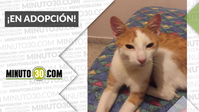 Esta gatica busca una familia ¡Comparte!