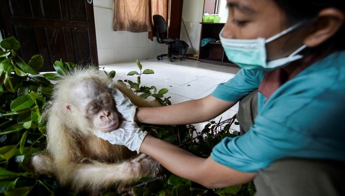 Imagen facilitada el pasado 2 de mayo por la Fundación para la Supervivencia del Orangután de Borneo (BOSF) que muestra a una ciudadora con un un ejemplar de orangután albino en un centro de rehabilitación en Nyaru Menteng (Indonesia). EFE
