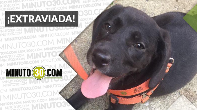 Esta perrita fue hallada en Santa Mónica