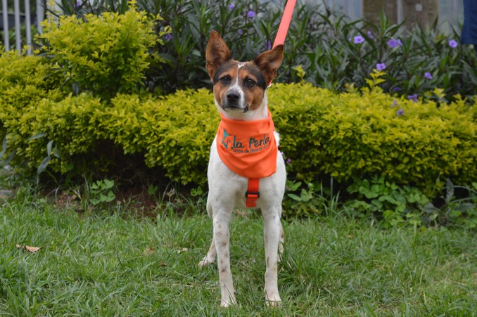 Adopción perros y gatos de La Perla