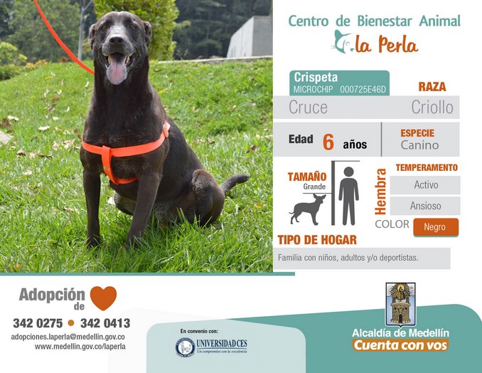 perros en adopción en La Perla