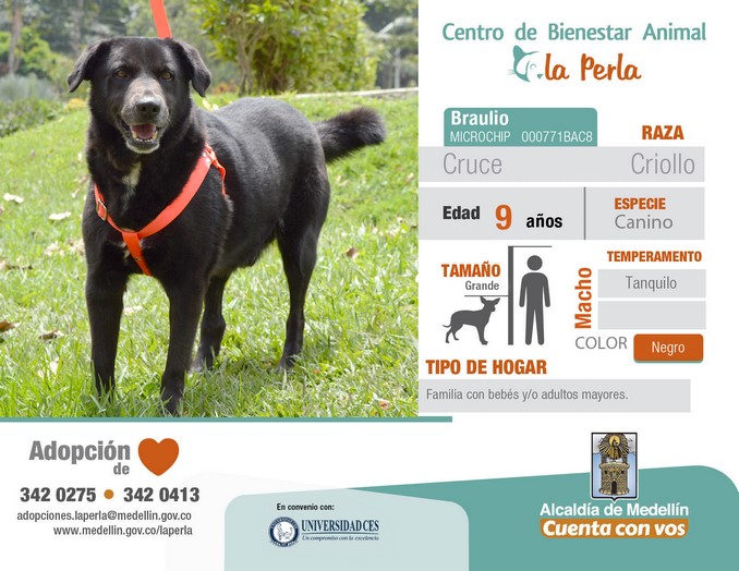 perros en adopción en La Perla