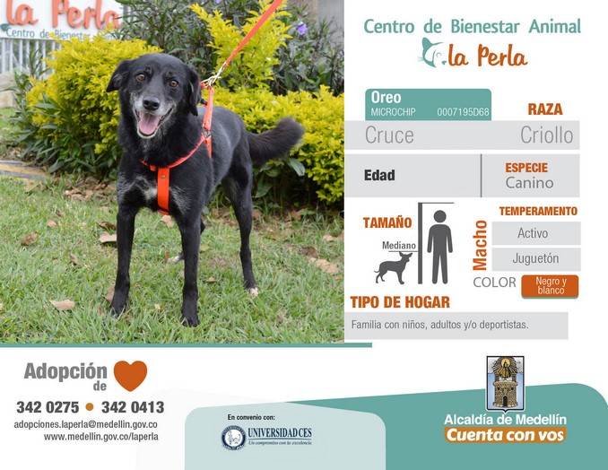 perros en adopción en La Perla
