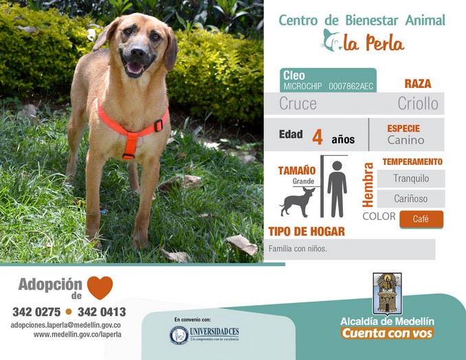 perros en adopción en La Perla