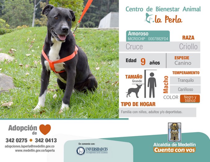 perros en adopción en La Perla