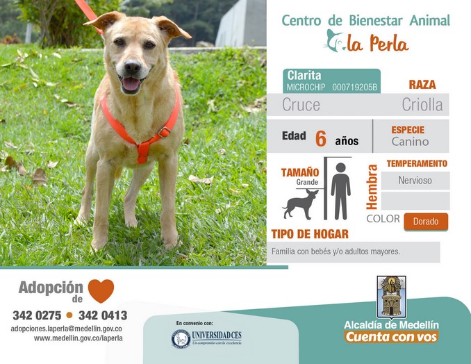 perros en adopción en La Perla