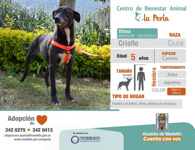 perros en adopción en La Perla