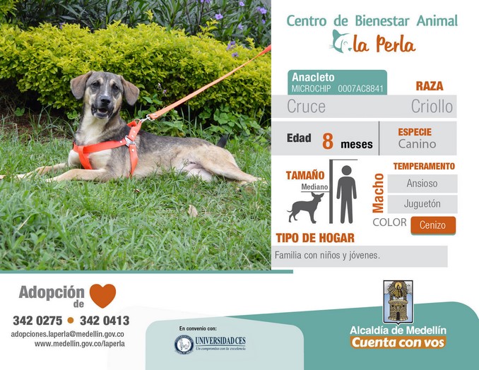 perros en adopción en La Perla