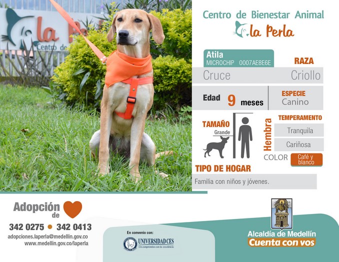 perros en adopción en La Perla