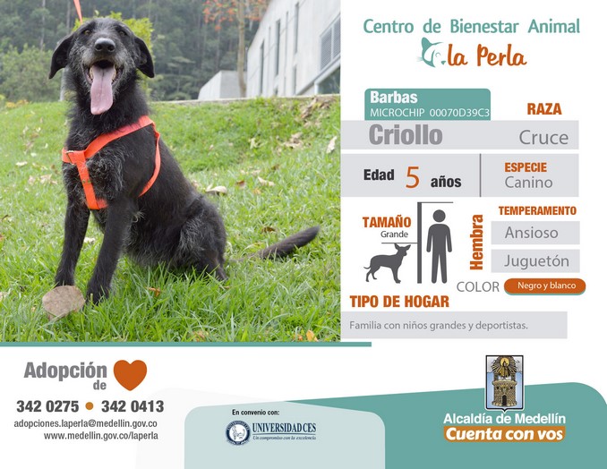perros en adopción en La Perla