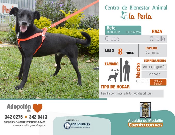 perros en adopción en La Perla