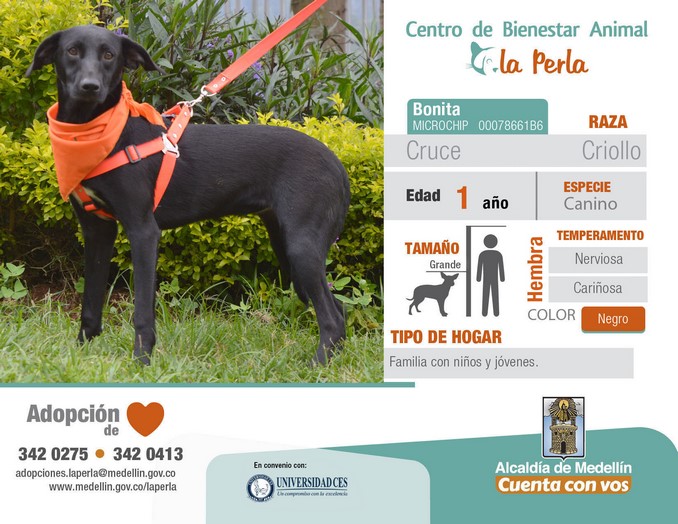 perros en adopción en La Perla