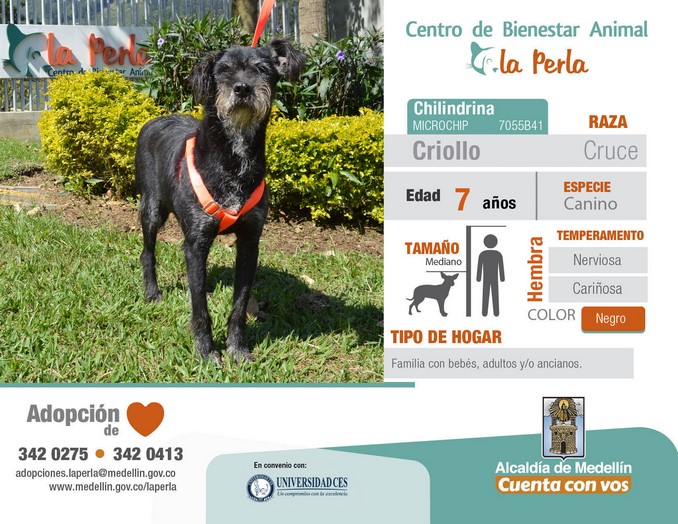 perros en adopción en La Perla