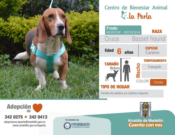 perros en adopción en La Perla