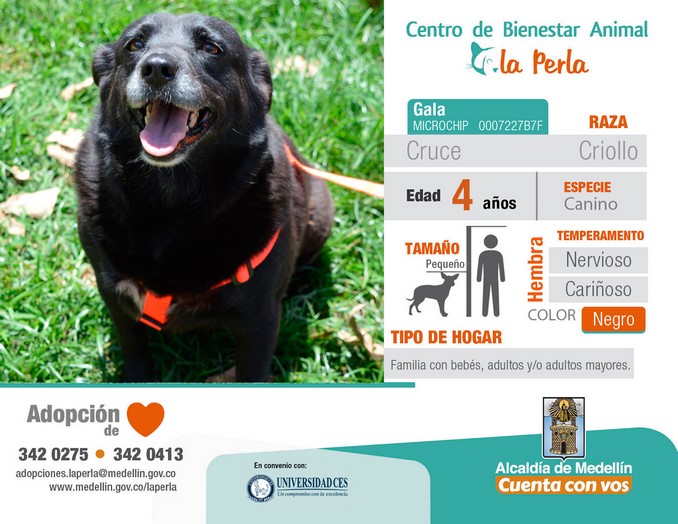 perros en adopción en La Perla