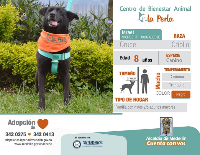 perros en adopción en La Perla