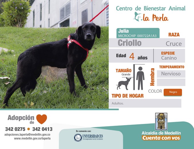 perros en adopción en La Perla