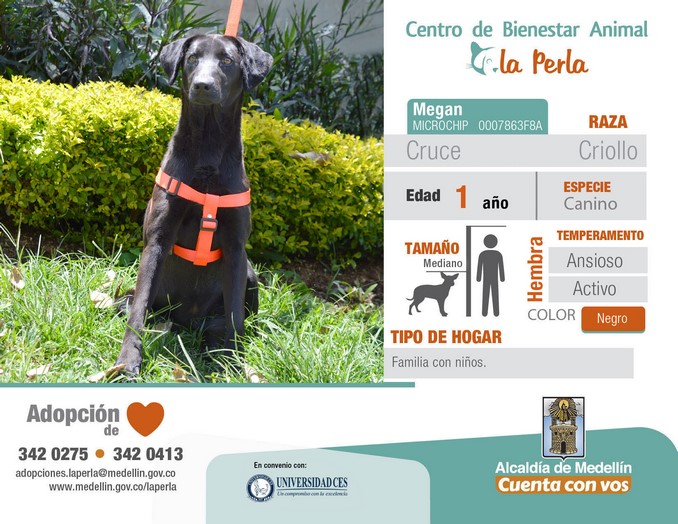 perros en adopción en La Perla